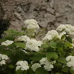 Gorska Roza