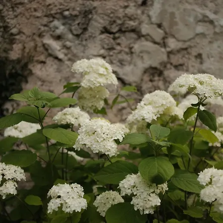 Gorska Roza